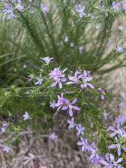 Philotheca reichenbachii