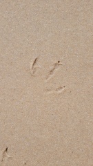 Chroicocephalus novaehollandiae