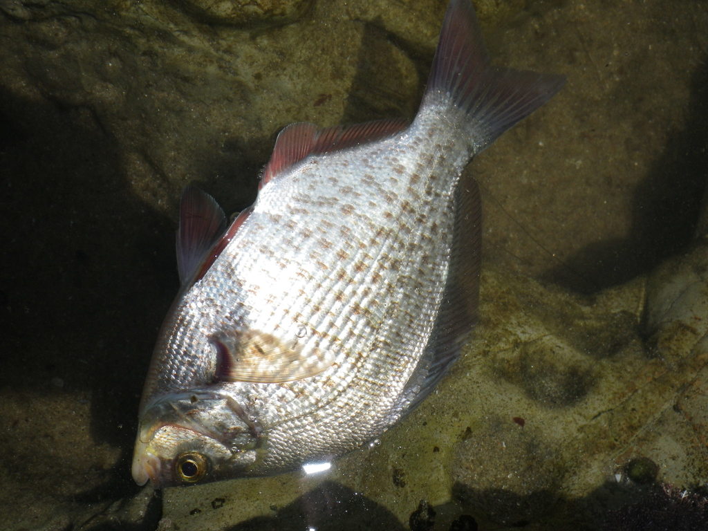 Calico surfperch (Amphistichus koelzi) — Embiotocidae