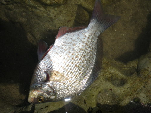 Amphistichus koelzi