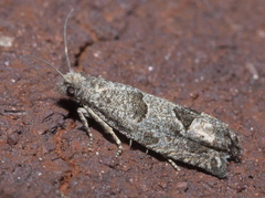 Eucosma