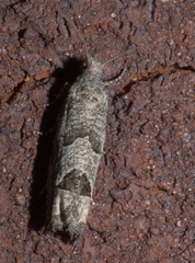 Eucosma