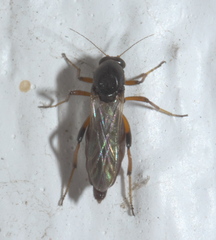 Ceratopogonidae