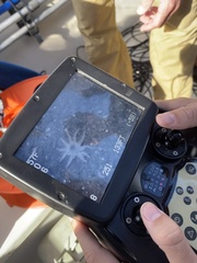 Pycnopodia helianthoides