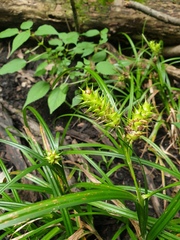 Carex lupuliformis