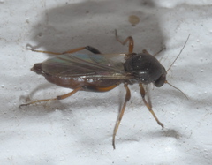 Ceratopogonidae