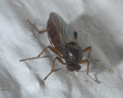Ceratopogonidae