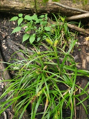 Carex lupuliformis