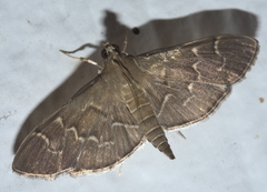 Pilocrocis ramentalis