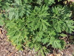 Artemisia absinthium