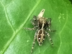 Plexippus paykulli