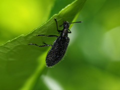 Lagria cyanea