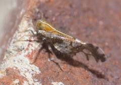 Liburniella ornata
