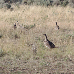Centrocercus urophasianus