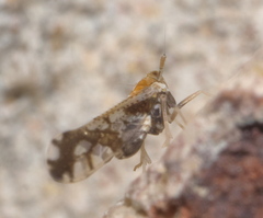 Liburniella ornata