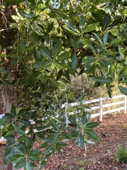 Lophostemon confertus