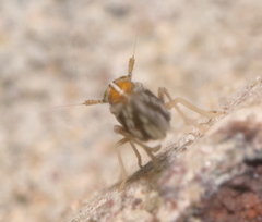 Liburniella ornata