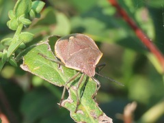 Chlorochroa