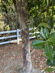 Lophostemon confertus