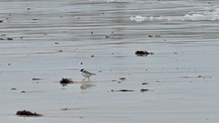 Thinornis cucullatus