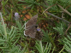 Erynnis tristis