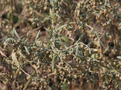 Artemisia absinthium