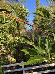 Lophostemon confertus