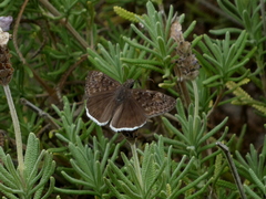 Erynnis tristis