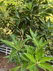 Lophostemon confertus