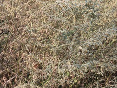 Artemisia absinthium