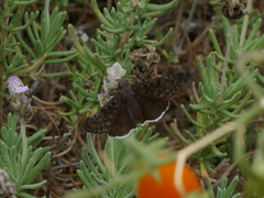 Erynnis tristis
