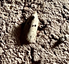 Scythropiodes issikii