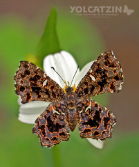 Calydna sturnula