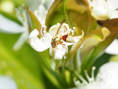 Ropalidia romandi