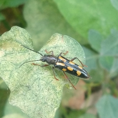 Agallissus lepturoides