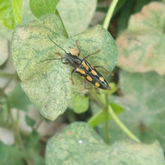 Agallissus lepturoides