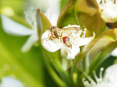 Ropalidia romandi