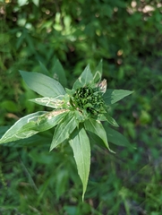 Asteromyia carbonifera