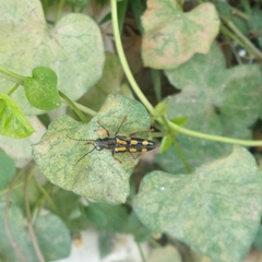 Agallissus lepturoides