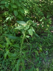 Asteromyia carbonifera