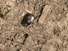 Onthophagus nuchicornis