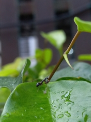 Odontomantis
