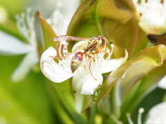 Ropalidia romandi