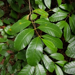 Strophanthus caudatus