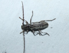 Elaphidion mucronatum