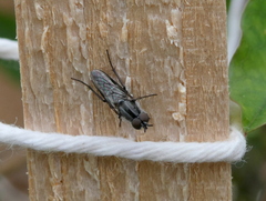 Ozodiceromyia