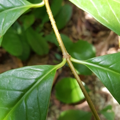 Strophanthus caudatus