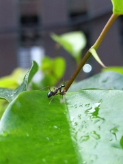 Odontomantis