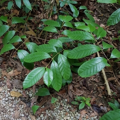 Strophanthus caudatus