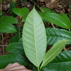 Strophanthus caudatus